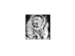owl stipple